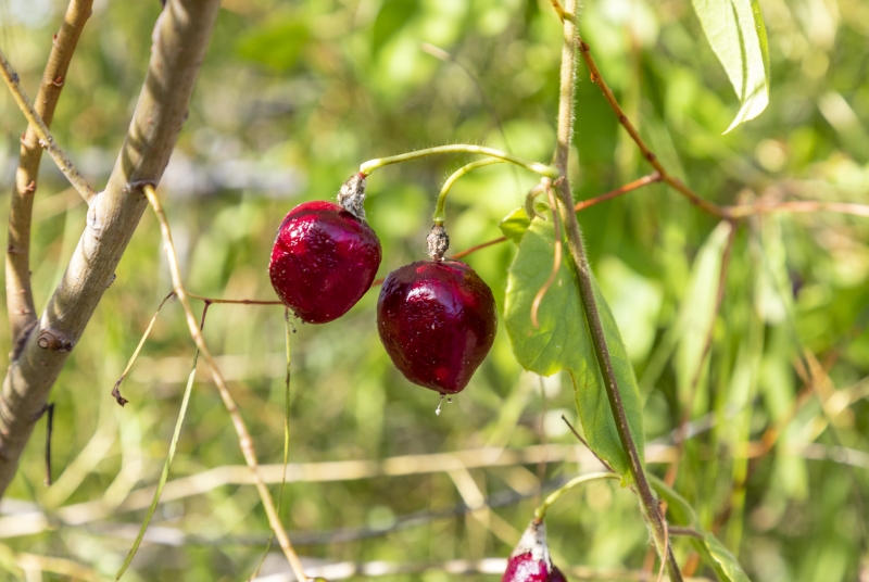 Balsam Gourd Port Aransas 2022